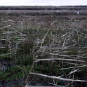 amrum 0090