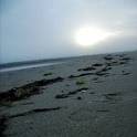 amrum 0099