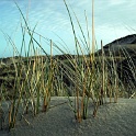amrum 0117