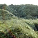 amrum 0134