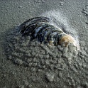 amrum 0174