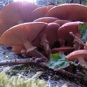 wald 01