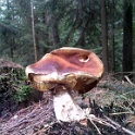 wald 02