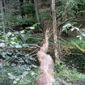 wald 03