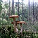 wald 04