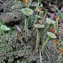 wald 05