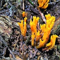 wald 07