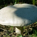 wald 0901