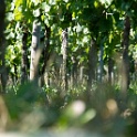 wald 0902