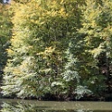 wald 1075