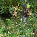 wald 1082