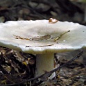 wald 1087