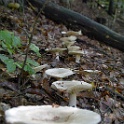 wald 1088