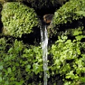 wald 1114