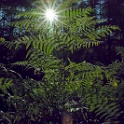 wald 1128