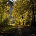 wald 1131