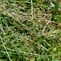 wald 1133