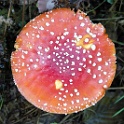 wald 1139