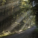 wald 1147