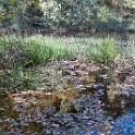 wald 1156