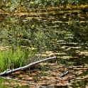 wald 1159