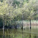 wald 1170