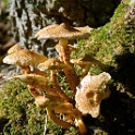 wald 1175