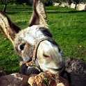 mallorca 0042