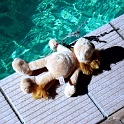loev am pool