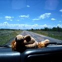 loev im auto