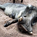 nam warzenschwein