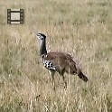 01 Sekretaervogel  Sekretärvogel