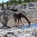 05 giraffe  Giraffen