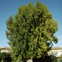 IMG 0219