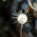 SDIM2083