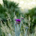 SDIM2099