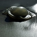 qualle01