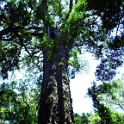 riesenbaum