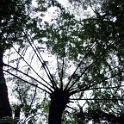 riesenfarn01