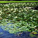 seerosen