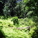 toter riesenbaum01