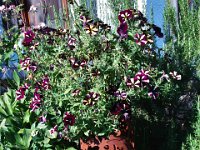 garten05