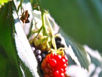 garten08