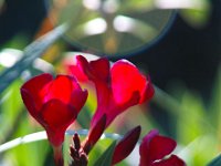 garten11