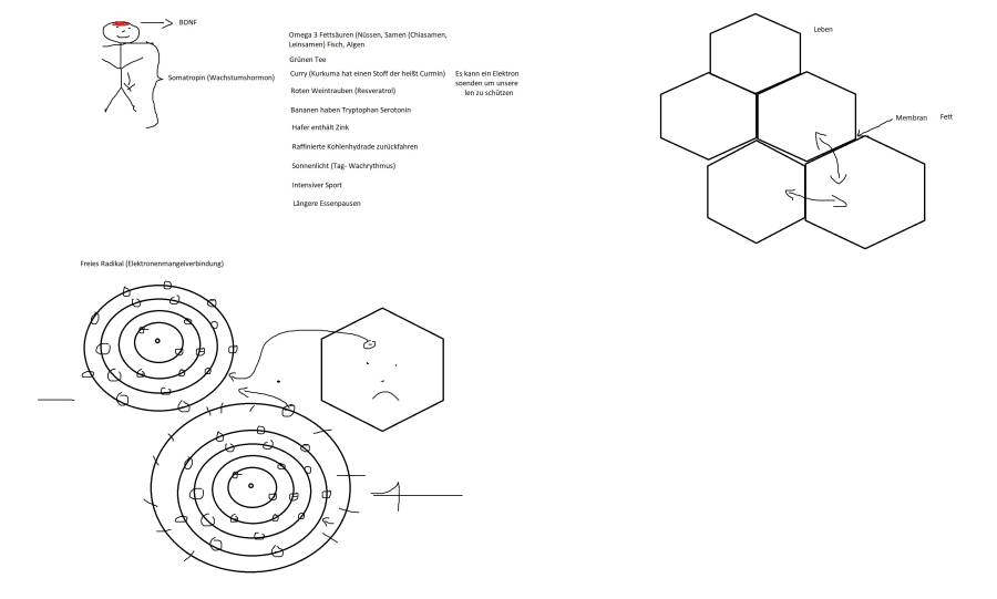bdnf_skizzen.jpg